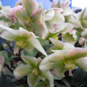 Meet your Posher, Hailey